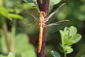 J17_0717 Crocothemis erythraea imm female